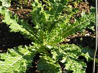 Tussilage, Pas d'Ane, Tussilago farfara L. (fam. Asteraceae) (Europe, Afrique du nord, Asie centrale, Siberie, Caucase) (1) (Photo F. Mrugala)